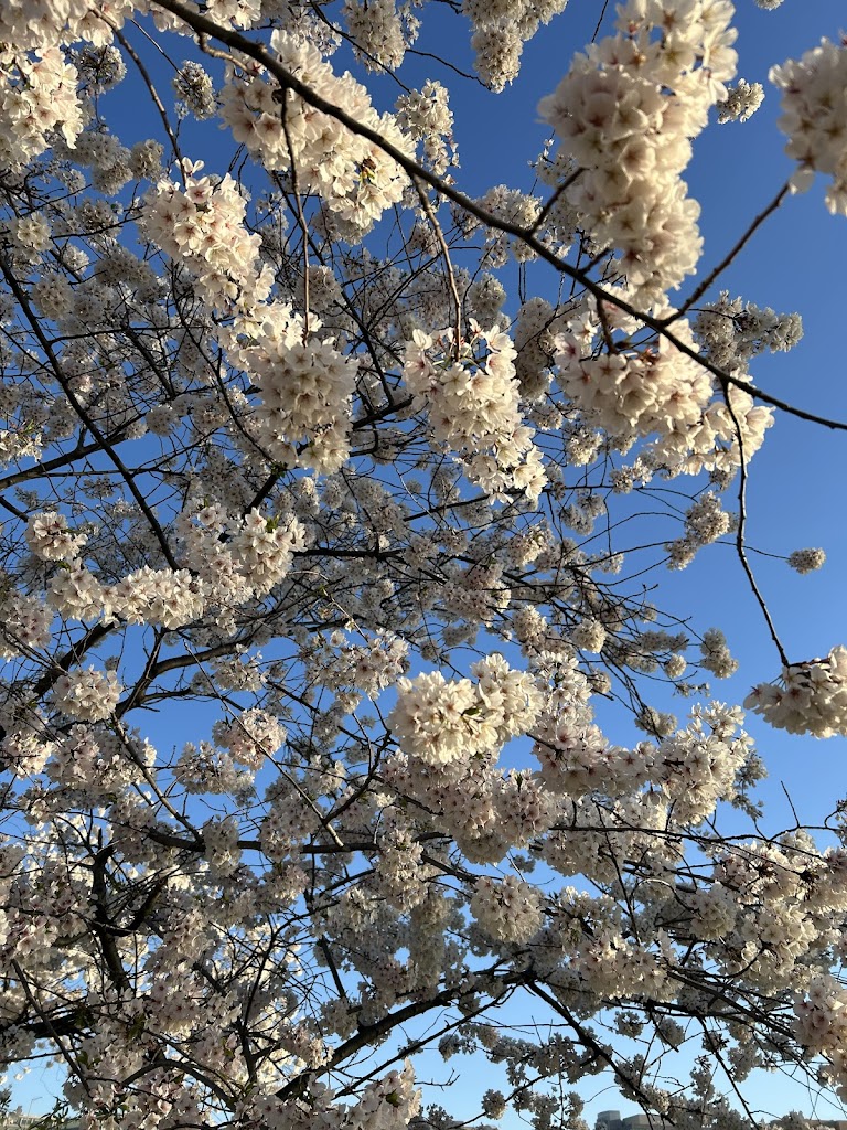 East Potomac Golf Links - review