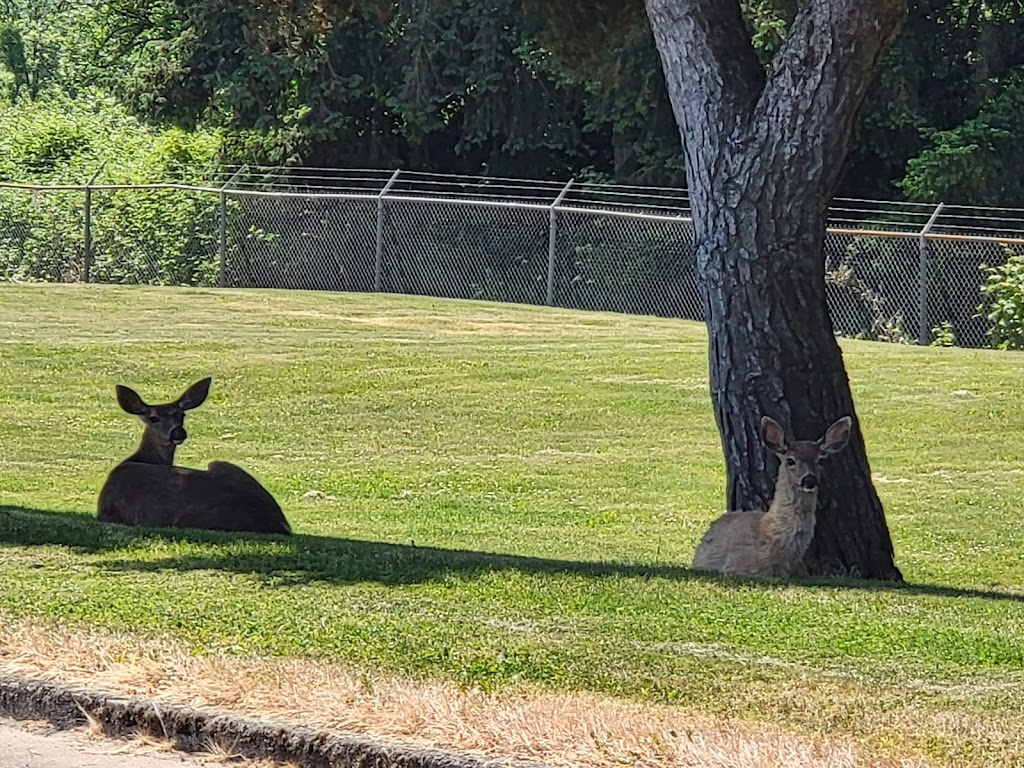 Windsor Island Golf Center - review